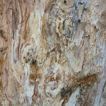 Paper bark trees
