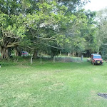 Open grassy area to camp at Melaleuca camping ground