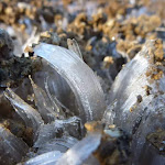 Ice crystal growing from the the Cascade Trail