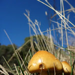 Mushroom on the Cascade Trail