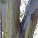 Colourful striping on tree trunk