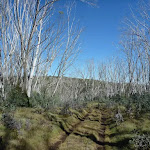 Line of dead snow gums on the Cascade Trail