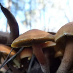 Mushrooms on the Cascade Trail
