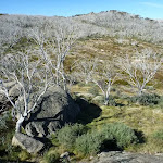 Rocks and tress from Bobs Ridge