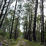 Tall forest on Dargals Trail