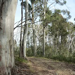 Tall eucalypt forest