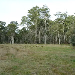 Large open area at Clover Flat