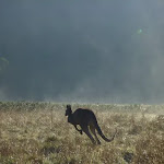 Roo at Behrs Flat