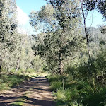 Trail near Old Geehi Hut