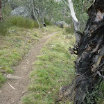 Rocks and forest on Bullocks Track