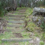Timber steps on edge of gully