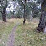 Winding through the open forest on the bank of the Thredbo River