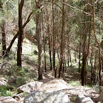 Forest on the steep climb out of The Basin