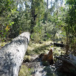 Fallen tree beside track