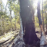 Burnt out tree