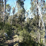 Following Pallaibo and Sawpit Tracks along the side of the gully