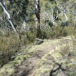 Pallaibo and Sawpit Tracks high on the western side of Sawpit Creek valley
