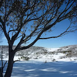 In the shade of the snow gum