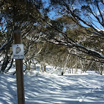 Snowshoe trail leading through forest of snow gums