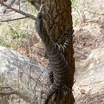 A local climbing a tree