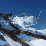 Ice on a dead branch