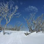 Walking amoung the snow gums