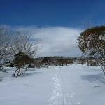 Walking among the scattered snow gums