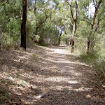 Forest on Challenger Track