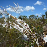 Coral Heath (Epacris microphylla) in early spring on Elvina Track