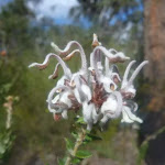 Grey Spider Flower (Grevillea buxifolia) on Elvina Track