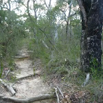 Roots exposed on Fredericks Track