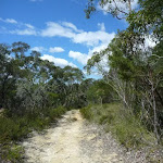Track to Nerang Viewpoint