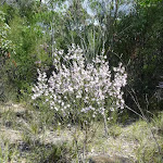 Wild Flowers (Eriostemon australis)