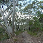 Track to Nerang Viewpoint