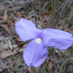 Wild Flower (Patersonia sericea)