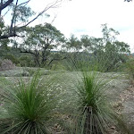 Nerang Viewpoint, grass trees in foreground (Xanthorrhoea sp)