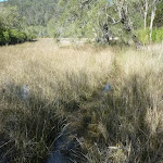 Smiths Creek grasslands