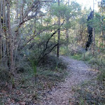 Banksia Forest along Lovetts Pool track