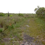 Grassed Service track