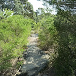 Track in Botany Bay National Park