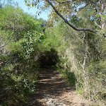 Track in Botany Bay National Park