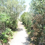 Sandy track on Botany Bay National Park