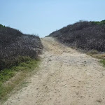 Cape Banks management trail, near La Perouse
