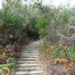 Timber steps on Henry Head Track, near Botany Bay National Park