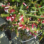 Prickly Epacris Longiflora
