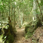 Federal Pass track passing between two boulders in the dense forest