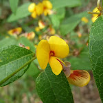Yellow pea flower
