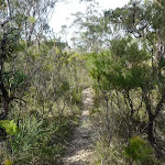 Track east of Chinamans Gully on Mount Solitary