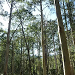 Tall forest near the Kedumba River