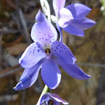 Spotted Sun Orchids (Thelymitra ixioides) beside the Sublime Point trail
